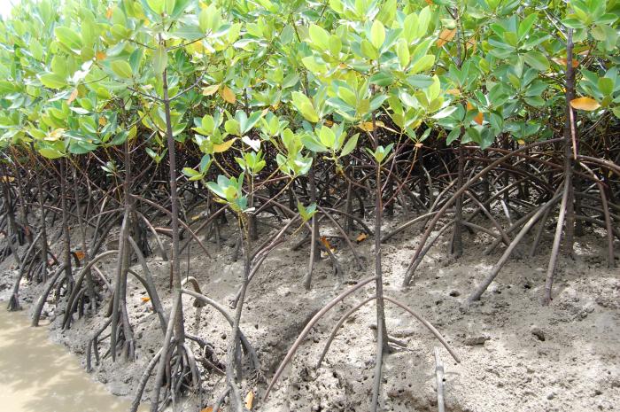 Menzies will fund the planting of 70,000 mangroves 