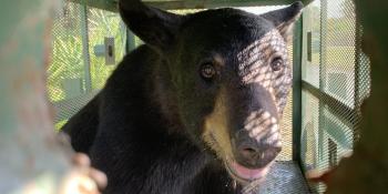 Captured Tampa bear